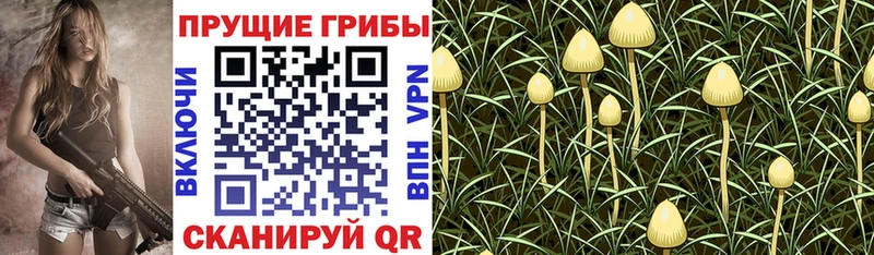 Купить  Грязи  Галлюциногенные грибы прущие грибы 